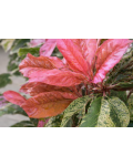 Photinia Pink Crispy